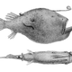Cryptopsaras couesii